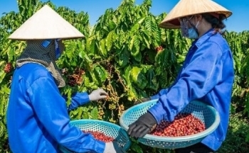 Giá cà phê mới nhất ngày 29/3/2024: Thị trường cà phê trong nước áp sát mốc 100.000 đồng/kg