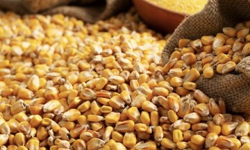 Giá ngô ghi nhận phiên tăng mạnh nhất trong nhóm nông sản