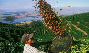 Giá cà phê mới nhất ngày 30/3/2024: Thị trường cà phê trong nước giảm 1.200 – 1.300 đồng/kg