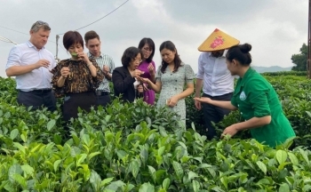 Hợp tác xã làm du lịch ở xứ “đệ nhất danh trà”
