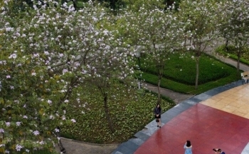 Hoa ban nở rộ phủ tím góc công viên ở Hà Nội