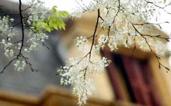 Dự báo thời tiết Hà Nội ngày mai 2/4/2024: Hà Nội không mưa, nắng nóng xuất hiện