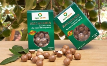 Lâm Đồng: Macca Sao Vàng trên hành trình trở thành sản phẩm OCOP 5 sao