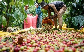 Tuần mới, giá cà phê có tái lập kỷ lục?