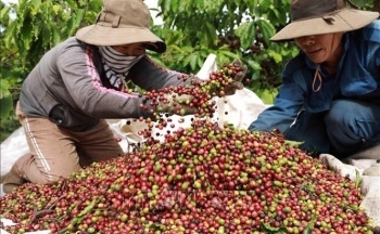 Giá cà phê mới nhất ngày 2/4/2024: Thị trường cà phê trong nước ổn định, cao nhất 98.700 đồng/kg