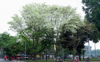 Dự báo thời tiết Hà Nội ngày mai 3/4/2024: Hà Nội nắng nóng oi bức