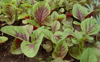 Ăn rau dền có thực sự tốt cho sức khỏe?