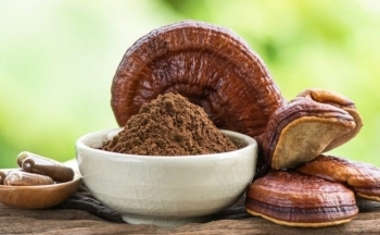 Sử dụng nấm linh chi thế nào cho hiệu quả?