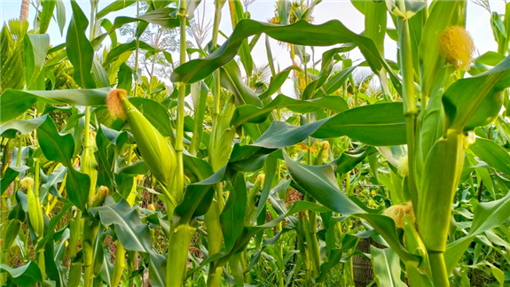 Indonesia và Philippines tăng ngân sách trợ cấp phân bón để hỗ trợ ngành nông nghiệp