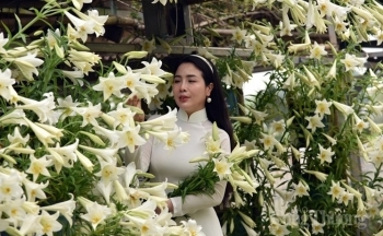 Phụ nữ Hà thành đẹp dịu dàng bên hoa loa kèn