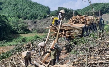 Quảng Ninh: Phát triển kinh tế, khai thác các sản phẩm từ rừng