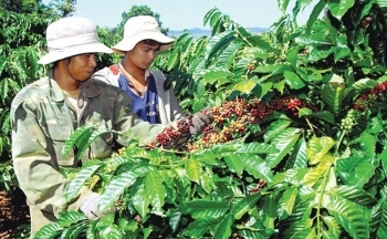 Giá cà phê mới nhất ngày 5/4/2024: Thị trường cà phê trong nước nối đà tăng, lên mức 103.000 đồng/kg