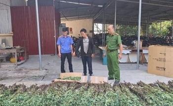Hà Giang: Tạm giữ hình sự đối tượng trồng 1.390 cây thuốc phiện