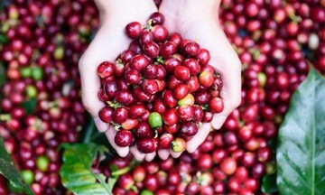 Vẫn còn dư địa để giá cà phê đạt mức cao kỷ lục mới