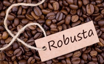 Giá cà phê Robusta sẽ giảm nhiệt?