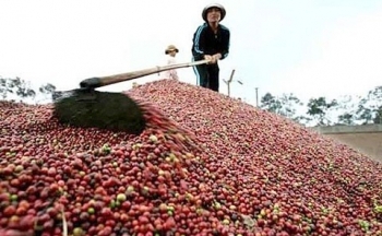 Giá cà phê mới nhất ngày 9/4/2024: Thị trường cà phê trong nước nối đà tăng, cao nhất 104.500 đồng/kg