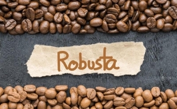 Giá cà phê Robusta ngược chiều thế giới