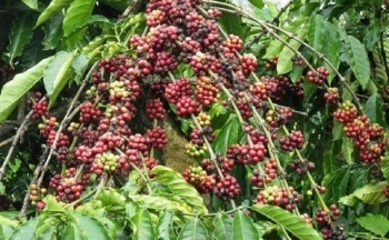 Giá cà phê mới nhất ngày 11/4/2024: Thị trường cà phê trong nước tăng cao, áp sát mốc 106.000 đồng/kg