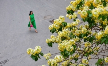 Cận cảnh cây hoa bún 300 năm tuổi độc nhất vô nhị ở Hà Nội