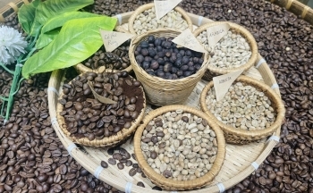 Vị thế cà phê của Việt Nam đang bị đe dọa từ cà phê Robusta của Brazil