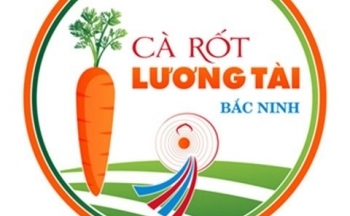 Bắc Ninh xây dựng quyền sở hữu trí tuệ gắn với thương hiệu “Cà rốt Lương Tài”