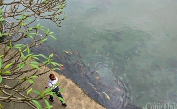 Thanh Hóa: Mướt mắt với đàn “cá thần” hàng nghìn con bên đền Nước