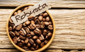 Giá Robusta thiết lập mức đỉnh mới trong 30 năm