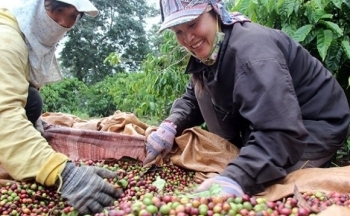 Giá cà phê mới nhất ngày 14/4/2024: Thị trường cà phê trong nước tăng sốc đạt mức 110.600 đồng/kg