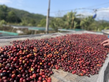 Giá cà phê hôm nay, 14/4/2024: Giá cà phê trong nước đang lên