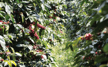 Giá cà phê liên tục phá vỡ các kỷ lục, Robusta leo lên mức cao kỷ lục mới