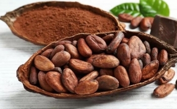 Giá ca cao tiếp tục lập đỉnh mới