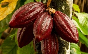 Giá ca cao lao dốc từ đỉnh lịch sử, giá đường giảm 8 ngày liên tiếp