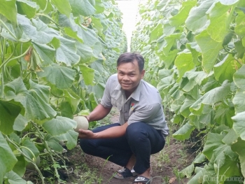 Bình Dương: Dưa lưới An Bình “cất cánh” sang thị trường Nhật Bản