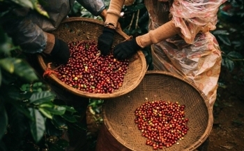 Giá cà phê mới nhất ngày 18/4/2024: Cà phê trong nước nối dài đà tăng, cao nhất 117.100 đồng/kg