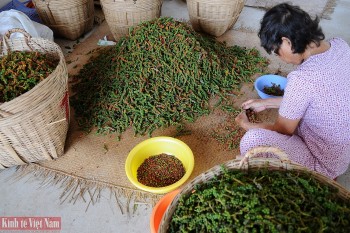 Giá tiêu hôm nay 18/4/2024: Đồng loạt tăng từ 1.000 – 1.500 đồng/kg, Đắk Lăk lên mức 93.000 đồng/kg.