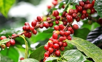 Giá cà phê mới nhất ngày 19/4/2024: Cà phê trong nước tăng như vũ bão, cao nhất 122.200 đồng/kg