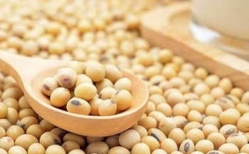 Đậu tương kéo dài đà giảm do giá USD tăng mạnh