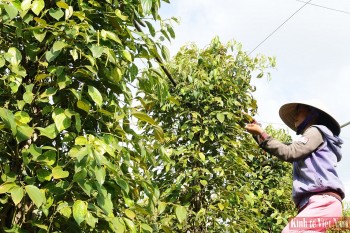 Giá tiêu hôm nay 19/4/2024: Tiếp tục tăng 