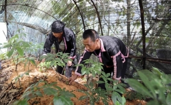 Lai Châu: Tập trung các giải pháp đảm bảo đạt mục tiêu tăng trưởng năm 2024