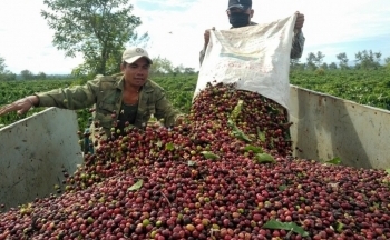 Giá cà phê mới nhất ngày 20/4/2024: Cà phê trong nước nối dài đà tăng, cao nhất 124.000 đồng/kg