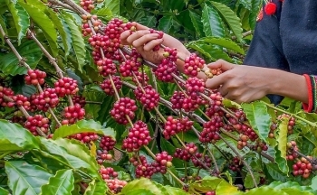 Giá cà phê mới nhất ngày 22/4/2024: Cà phê trong nước ổn định, cao nhất 124.000 đồng/kg