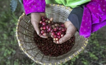 Giá cà phê mới nhất ngày 24/4/2024: Cà phê trong nước tăng “phi mã”, cao nhất 129.000 đồng/kg