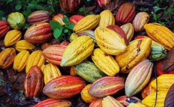 Giá ca cao trở lại xu hướng tăng vọt