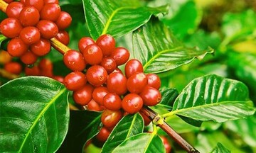 Giá cà phê mới nhất ngày 26/4/2024: Cà phê trong nước liên tục “nhảy múa”, cao nhất 132.200 đồng/kg