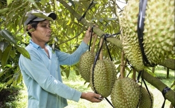 Tây Nguyên: Khai thác thế mạnh vùng, biến tiềm năng thành nguồn lực phát triển
