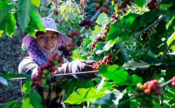 Giá cà phê mới nhất ngày 28/4/2024: Cà phê trong nước hạ nhiệt, cao nhất còn 131.700 đồng/kg