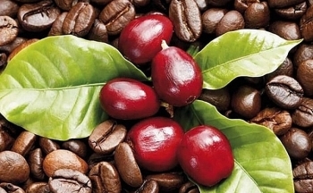 Cơn sốt giá cà phê dần giảm nhiệt sau chuỗi ngày tăng giá kỷ lục