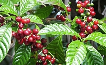 Giá cà phê mới nhất ngày 30/4/2024: Cà phê trong nước ổn định, cao nhất 134.200 đồng/kg