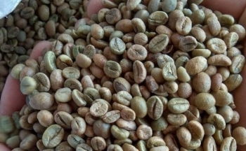 Áp lực về nguồn cung, giá cà phê bật tăng