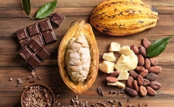 Áp lực từ nguồn cung, giá ca cao ‘bốc hơi’ hơn 15%